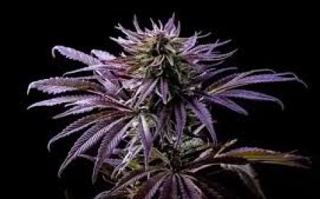 Exploring the Allure of Purple Kush Plant and the Distinct Flavor of Grape Kush Strain