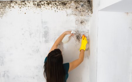 Why is Mold Inspection Crucial for Maintaining a Healthy Home?