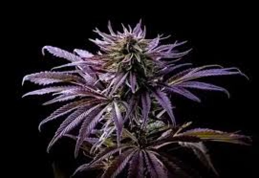 Exploring the Allure of Purple Kush Plant and the Distinct Flavor of Grape Kush Strain
