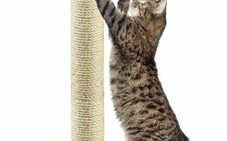 Why Every American Home Needs a Cat Scratching Mat