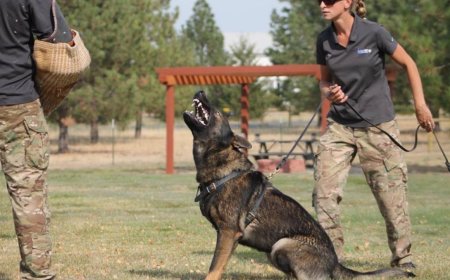 Protection Dogs: Your Loyal Guardian and Trusted Companion