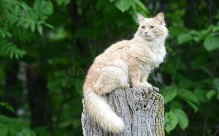 Is It Time to Discover the Purr-fect Cat Sitting with Gotham City Cat Care?