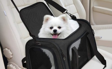 Choosing the Right Small Pet Carrier for Your Companion