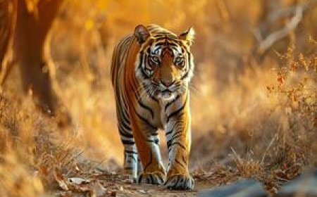 15 Ways to Contact How Do I Talk to Someone at JetBlue: A Step-by-Step Guide