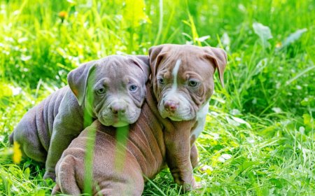 Pitbull Puppies for Sale New York Smart, Strong, and Sweet