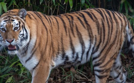 Pench National Park Safari Experience – Tigers, Trails & Tales